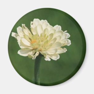 white flower magnet
