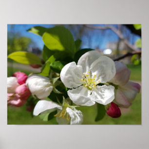 White flower of an apple tree. Spring Poster