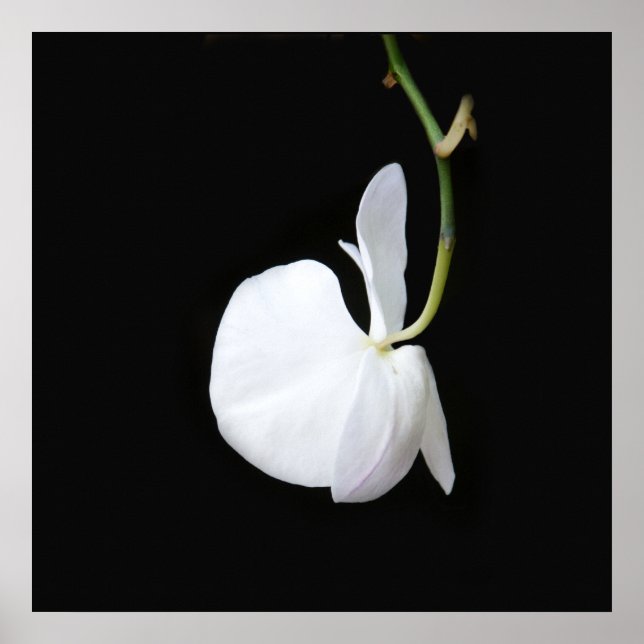 White Flower on Black Small Poster (Front)