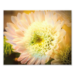 White Flower Photo Print