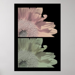 White Flower Pink Flower Poster Print
