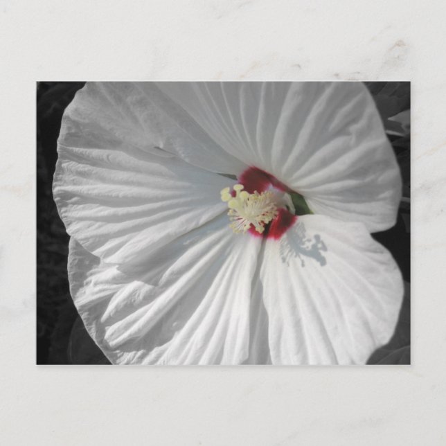 white flower postcard (Front)