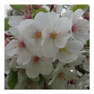 White Flower Poster