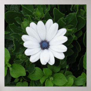 White Flower poster