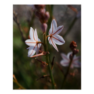 White Flower Poster 