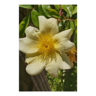 White flower poster