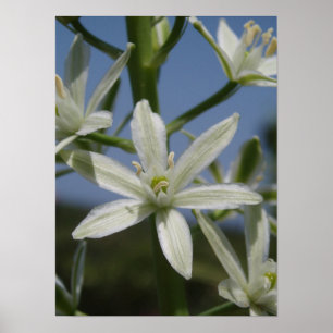White Flower Poster