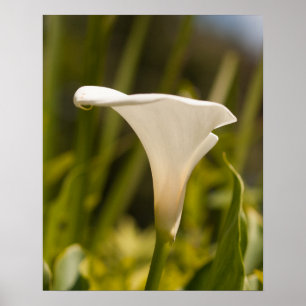 White Flower Poster Paper (Matte)