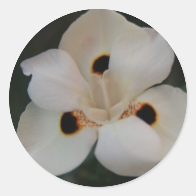 white flower sticker (Front)