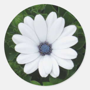 White Flower stickers