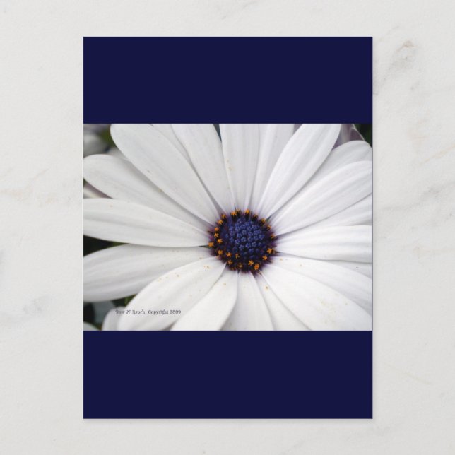 White flower with blue centre postcard (Front)