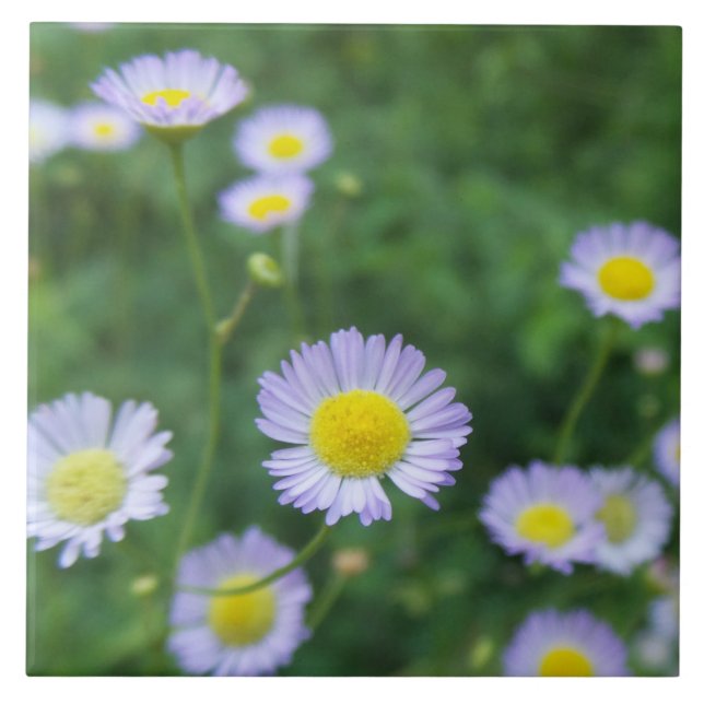 white flower with yellow centre tile (Front)