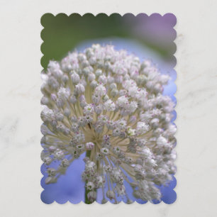 White Flowering Allium Invitation