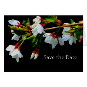 White flowering cherry tree, blossoms  photo