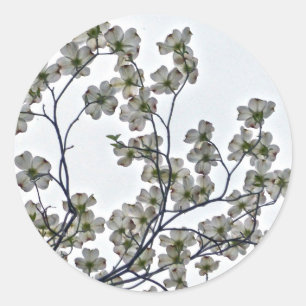 White Flowering Dogwood Classic Round Sticker