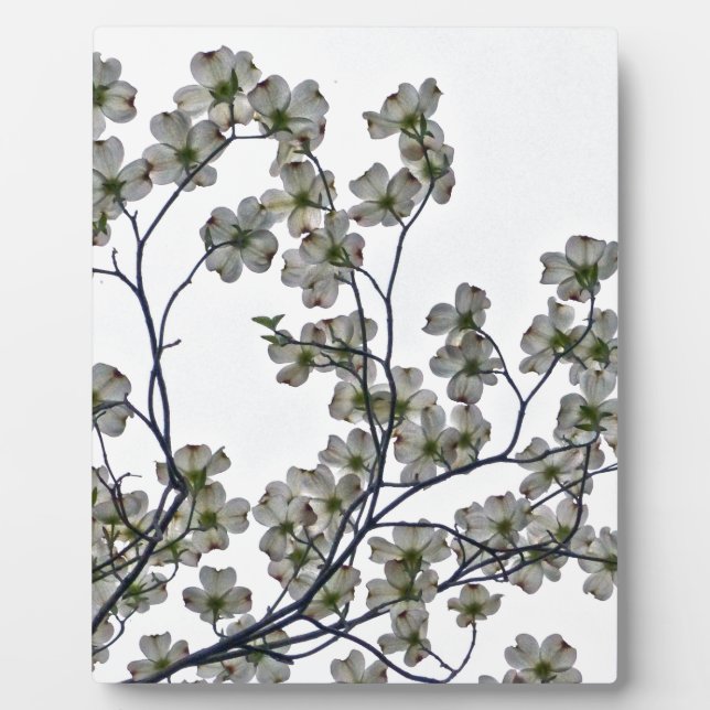White Flowering Dogwood Plaque (Front)