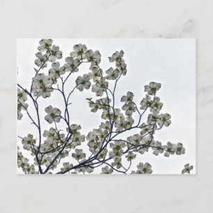 White Flowering Dogwood Postcard