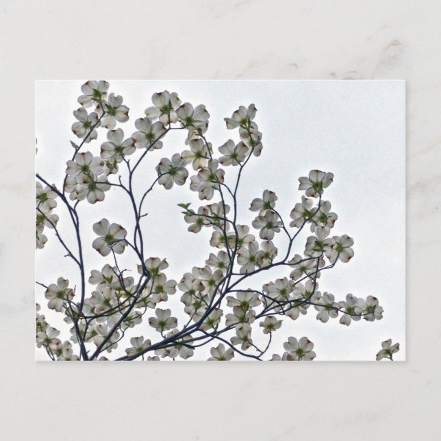 White Flowering Dogwood Postcard (Front)