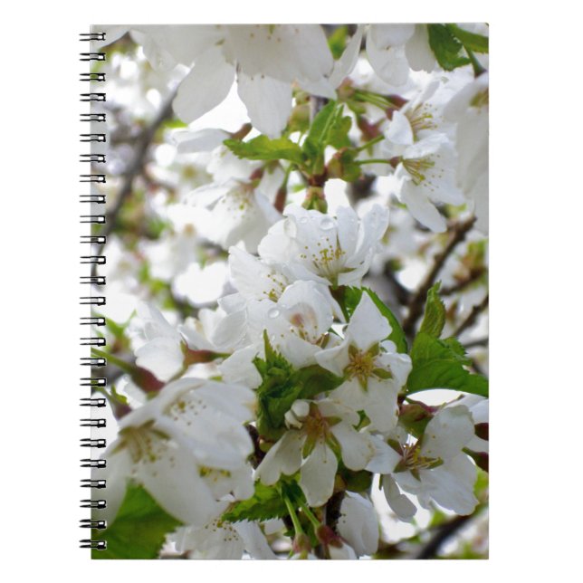 White flowering tree Blossoms Notebook (Front)
