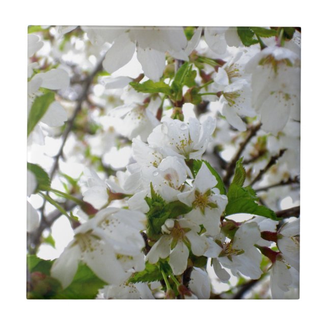 White flowering tree Blossoms Tile (Front)
