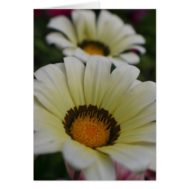 White flowers (Front)