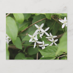 White Flowers #2 Postcard