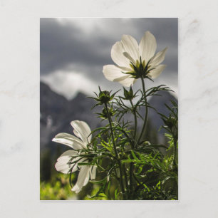 White flowers and mountains postcard