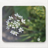 White Flowers Delicate Floral Blossom Nature Photo