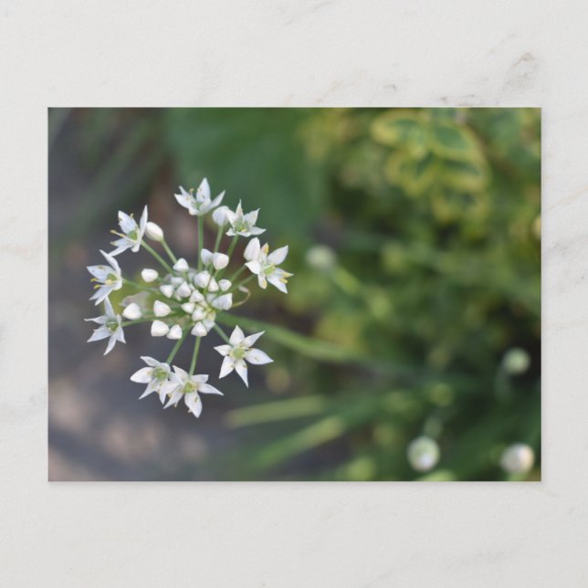 White Flowers Delicate Floral Blossom Nature Photo Postcard (Front)