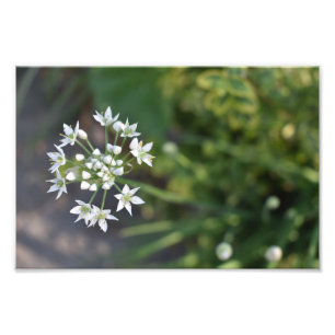 White Flowers Delicate Floral Blossom Nature Photo Print