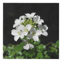 White Flowers 