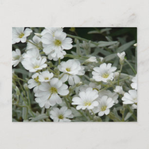 White Flowers From Garden Postcard