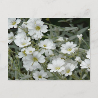 White Flowers From Garden Postcard