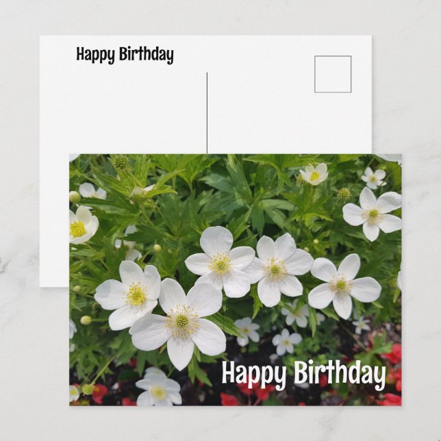 White flowers Happy Birthday. Anemone canadensis Holiday Postcard (Front/Back)