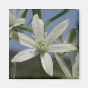 White Flowers Magnet