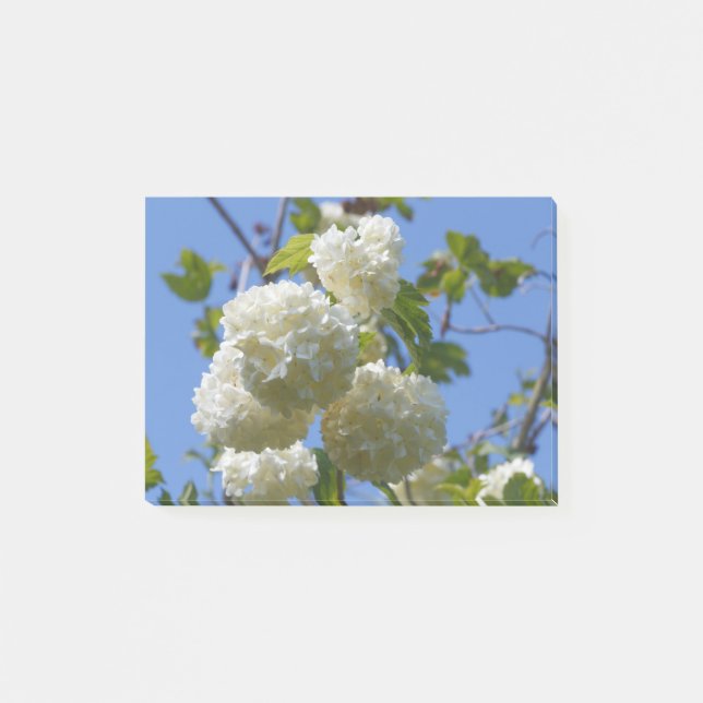 White flowers of guelder rose tree post-it notes (Front)
