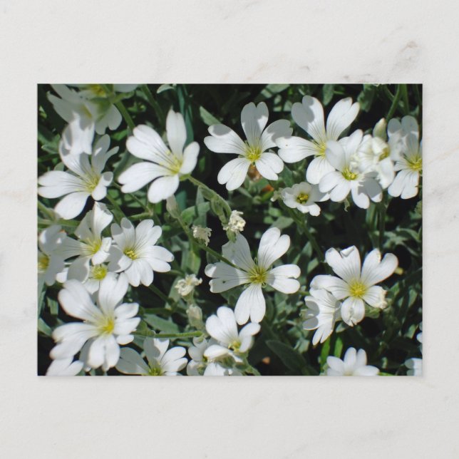 White Flowers on a Bright Day Postcard (Front)