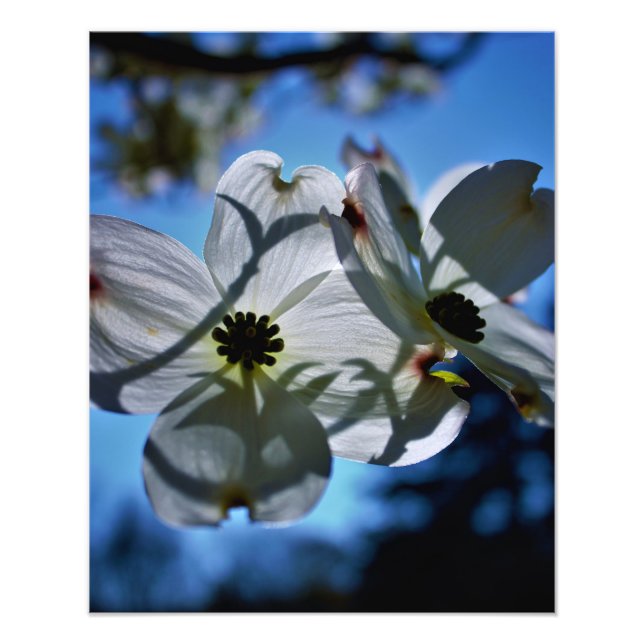 white flowers photo print (Front)