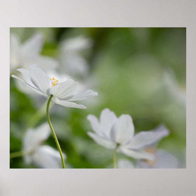 White Flowers Poster (Front)