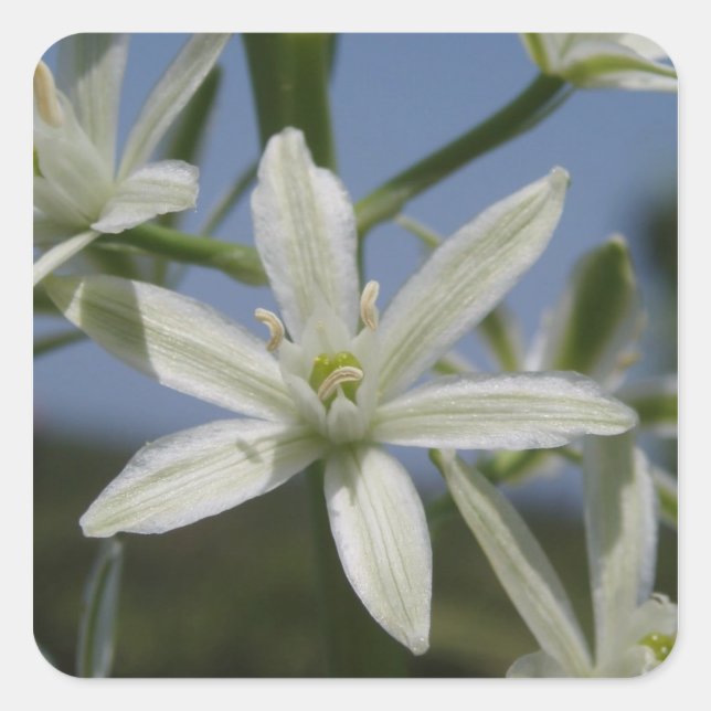 White Flowers Stickers (Front)