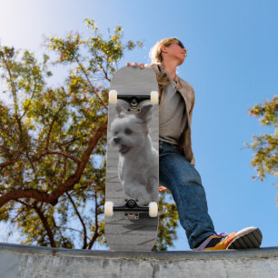 White Fluffy Dog Skateboard Running