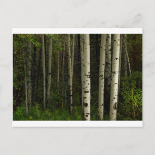 White Forest Postcard