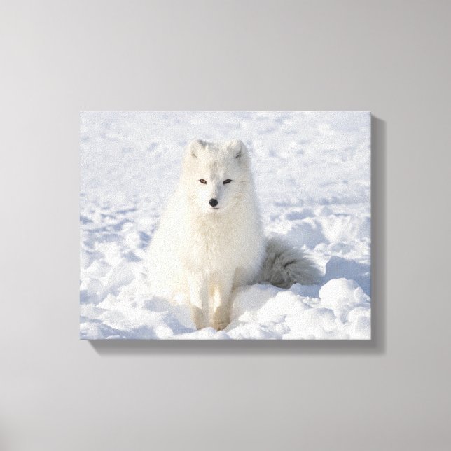 White fox canvas print (Front)