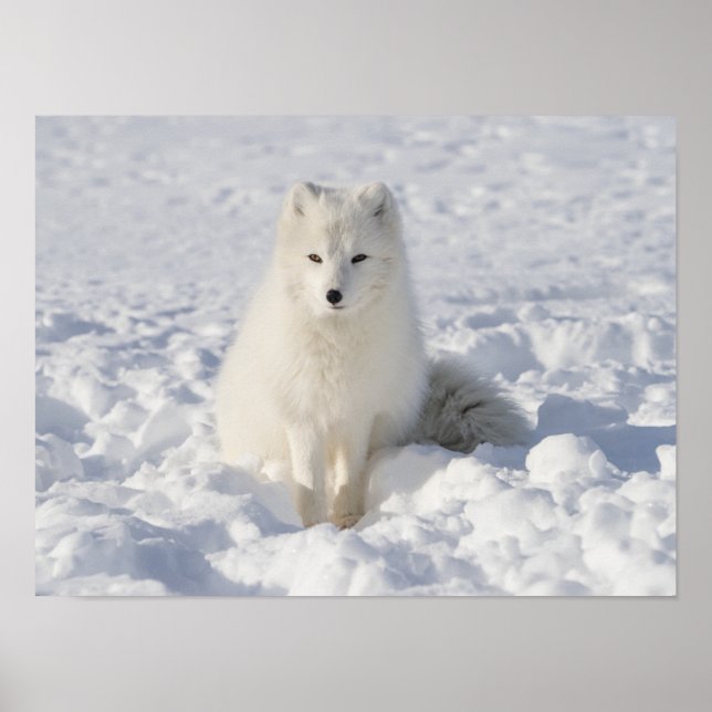 White fox poster (Front)