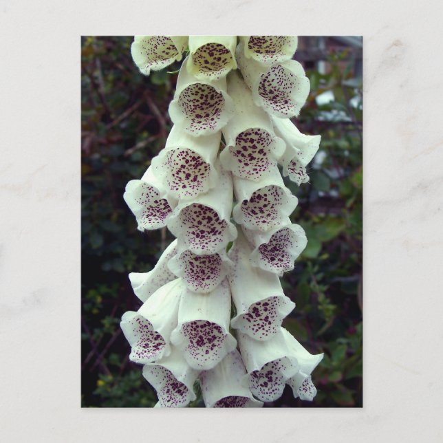 White Foxglove Postcard (Front)