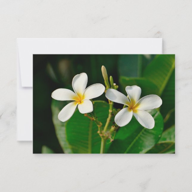 White Frangipani (Front)