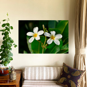 White Frangipani Canvas Print