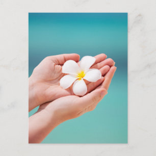 White frangipani flowers postcard