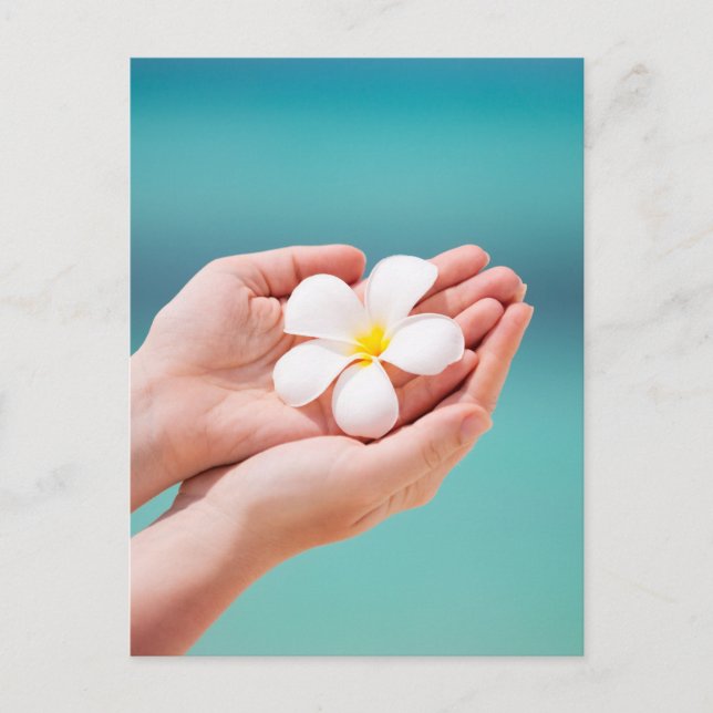 White frangipani flowers postcard (Front)
