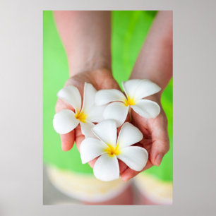 White frangipani flowers poster
